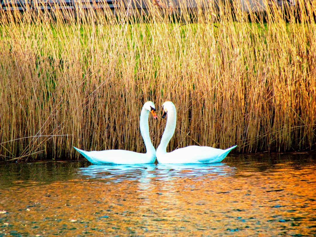 Clearwater 25 - Reeds, Lower Mill Estate – Swans